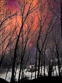 Low angle view of silhouette bare trees against sky