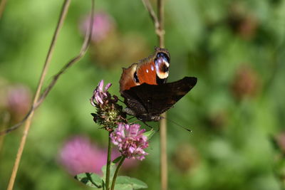 Close-up of butterfly pollinating on flower