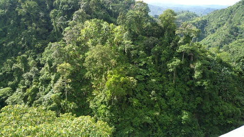 High angle view of trees in forest