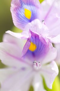 Close-up of purple flower blooming outdoors