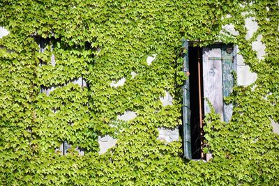 High angle view of plants