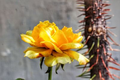 Close-up of yellow flowering plant