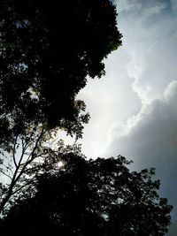 Low angle view of silhouette trees against sky