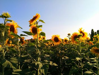 Close-up of flowers blooming in field