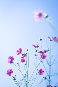 Low angle view of pink flowers against clear sky