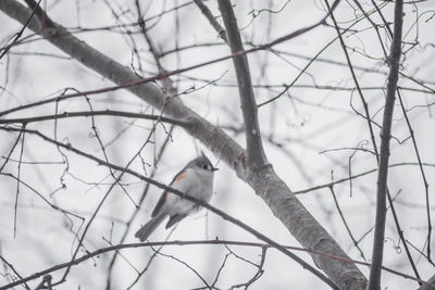 Close-up of bird perching on bare tree during winter