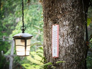 Close-up of lantern hanging on tree trunk in forest