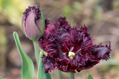 Close up of purple tulips in bloom