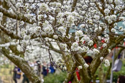 Close-up of cherry blossom