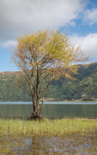 Tree by lake against sky