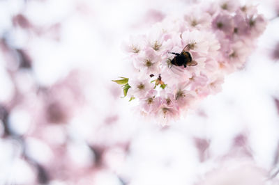 Close-up of white flowers on tree