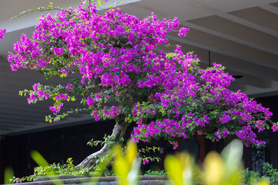 Low angle view of pink flowers blooming outdoors