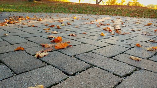 Autumn leaves fallen on ground