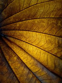Full frame shot of dry leaf