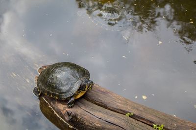 High angle view of a turtle in water