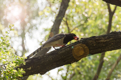 Low angle view of bird perching on branch