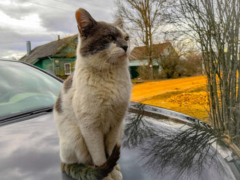 Cat looking at view of car