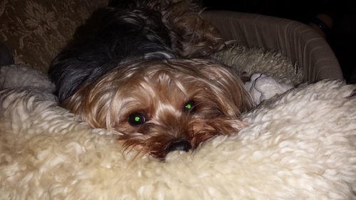 Close-up portrait of a dog