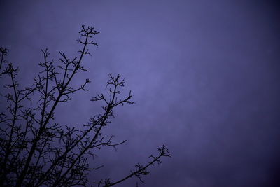 Low angle view of silhouette tree against blue sky