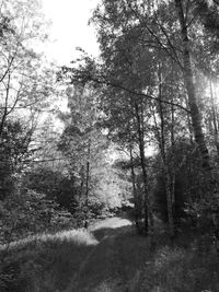 Trees growing in forest