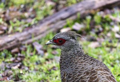 Close-up of eagle against blurred background