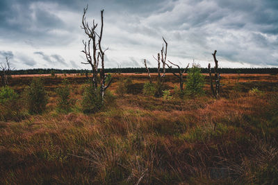 Plants growing on land against sky