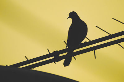 Low angle view of silhouette bird perching against clear sky