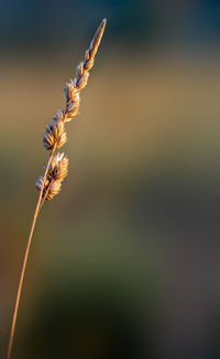 Close-up of wilted flower on field against sky