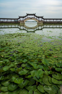 Chinese history wood bridge over lotus pool