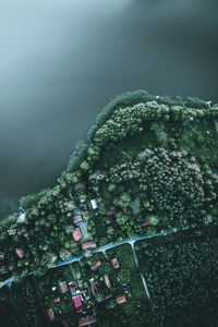 Aerial view of trees and buildings by lake in city