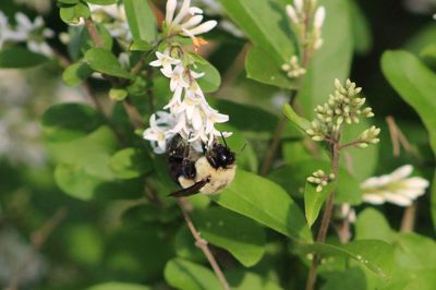 Close-up of insect on flower