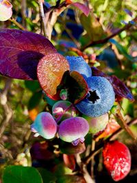 Close-up of blackberries growing on tree