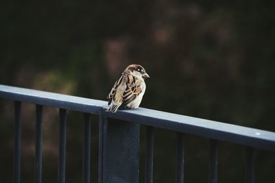 Close-up of bird perching on railing