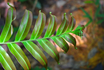 Close-up of green leaves
