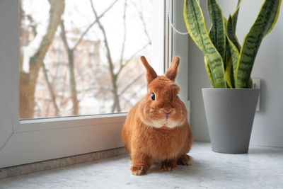 Cute brown red bunny rabbit sitting on window sill indoors,looking at camera