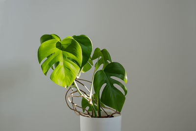 Monstera flower in a white pot on a grey wall. minimalism.  plant pot tropical leaves background. 