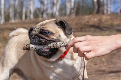 Pug pulls a stick out of a human hand against a blurred forest. red leather collar.