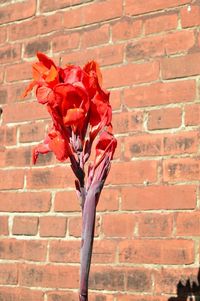Close-up of red flowers
