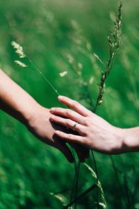 Close-up of hand holding wheat in field