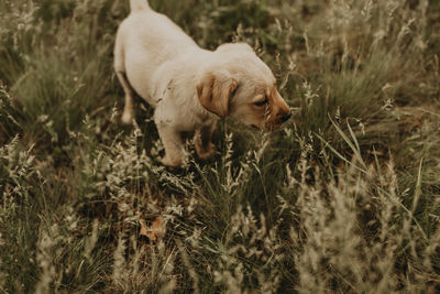 Dog walking on field