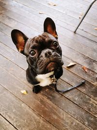 High angle view of dog on floor
