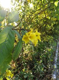 Close-up of yellow flowering plant