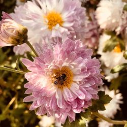 Close-up of bee on pink flower