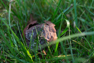 High angle view of lizard on land
