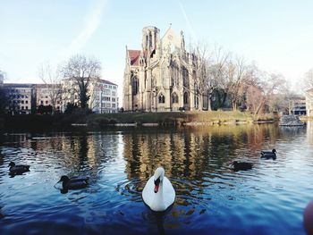 Swans swimming in lake against sky