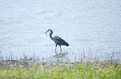 High angle view of gray heron perching on lake