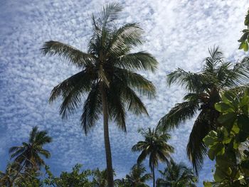 Low angle view of palm trees against sea
