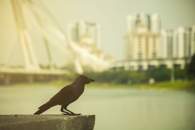 Close-up of bird perching on city against sky