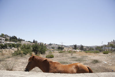 Side view of horse on field