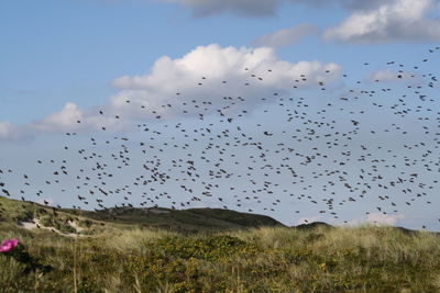 Flock of birds flying over countryside landscape